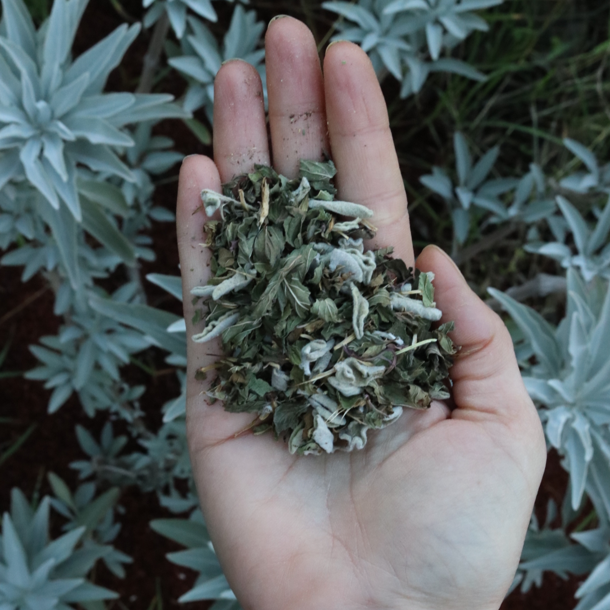Silver Tea Handcrafted herbal blend